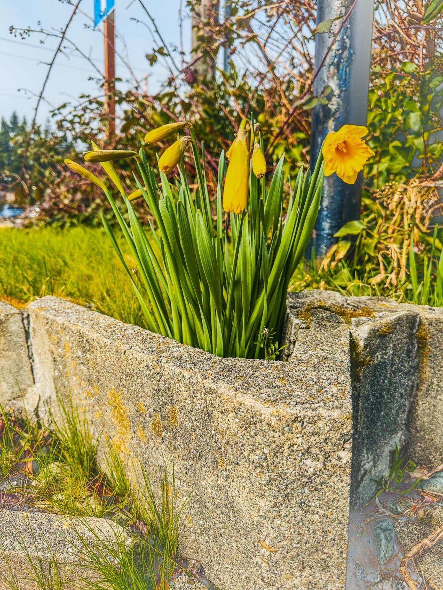 Emerald Best Motel Edmonds Εξωτερικό φωτογραφία